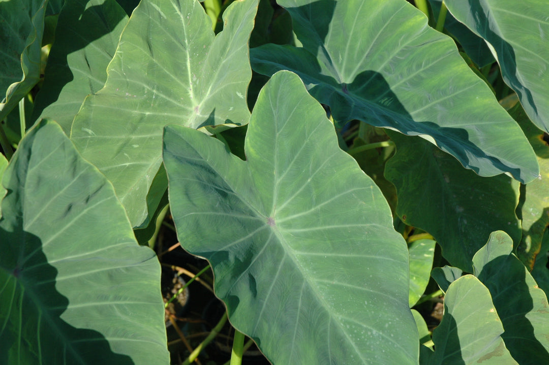 Colocasia esculenta (green taro) – Pond Plants of America