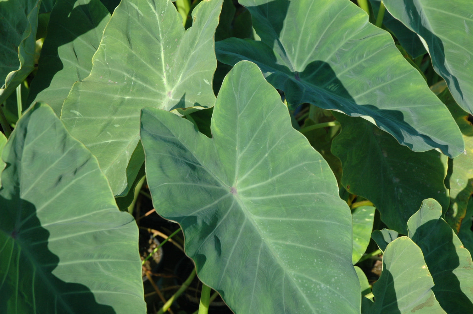 green taro elephant ears plant for ponds and garden Colocasia esculenta (green taro)