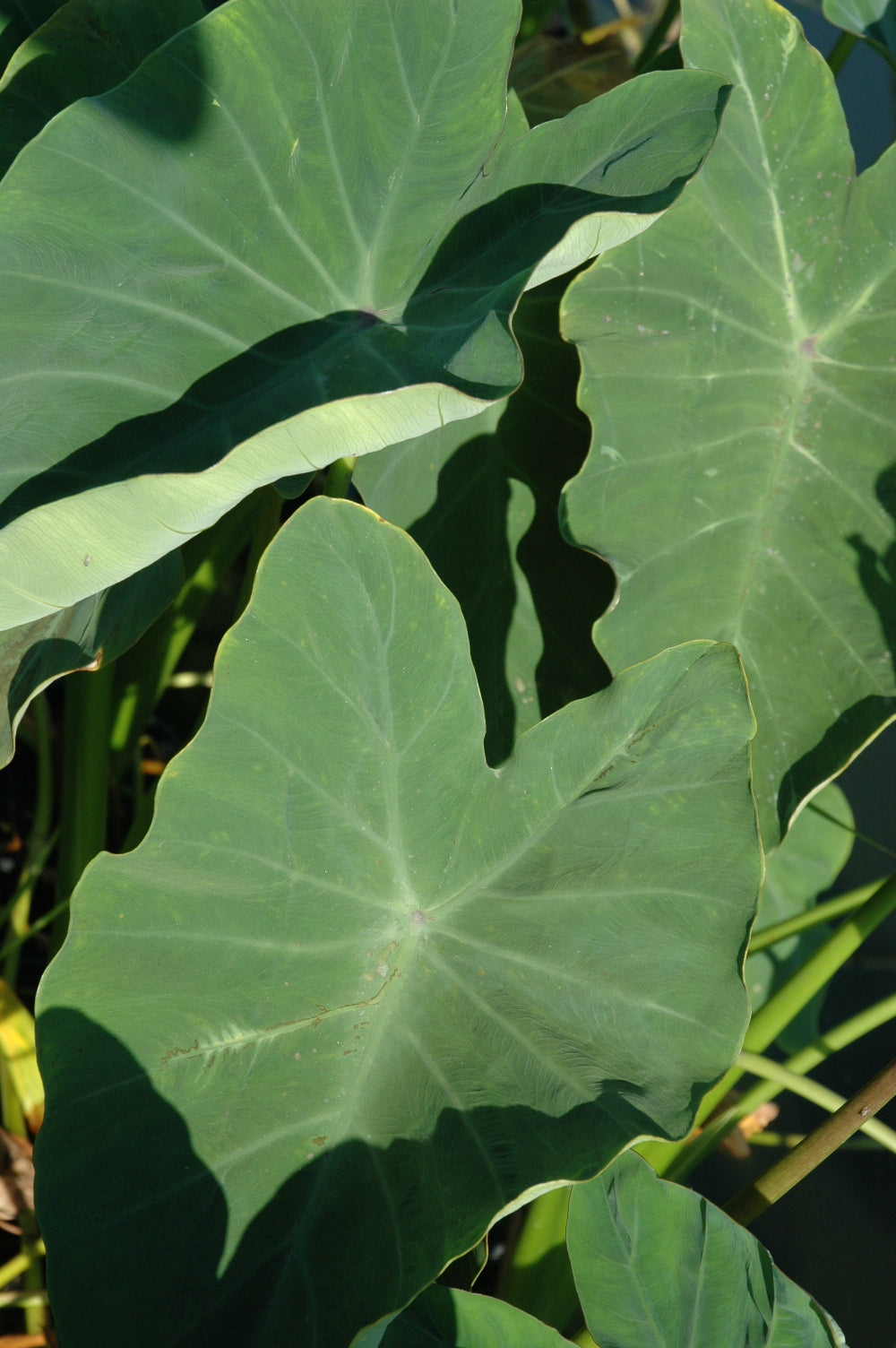 Colocasia esculenta (green taro)
