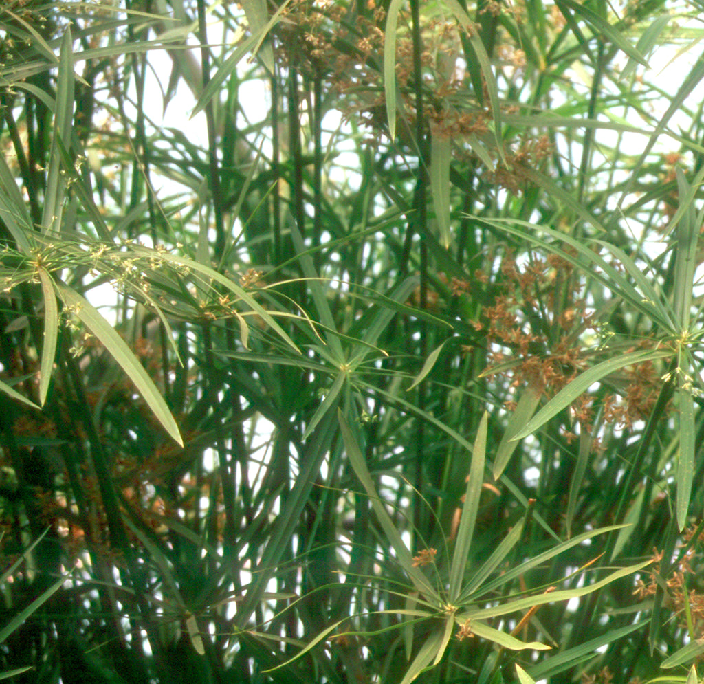 umbrella palm plants for sale Cyperus alternifolius "Gracilis" (Dwarf Umbrella Palm) – Pond Plants of  America