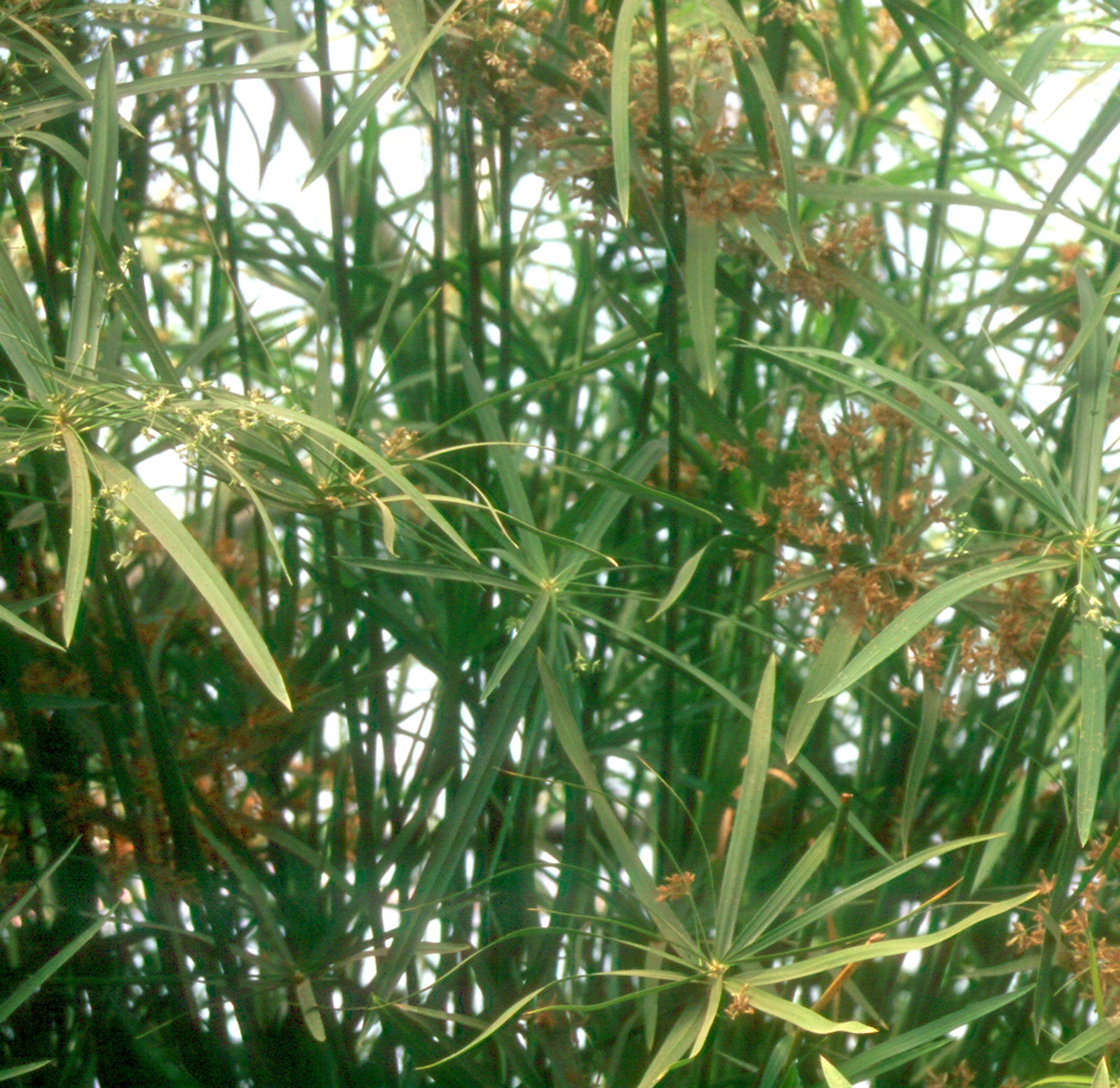 Cyperus alternifolius "Gracilis" (Dwarf Umbrella Palm) Pond Plants of