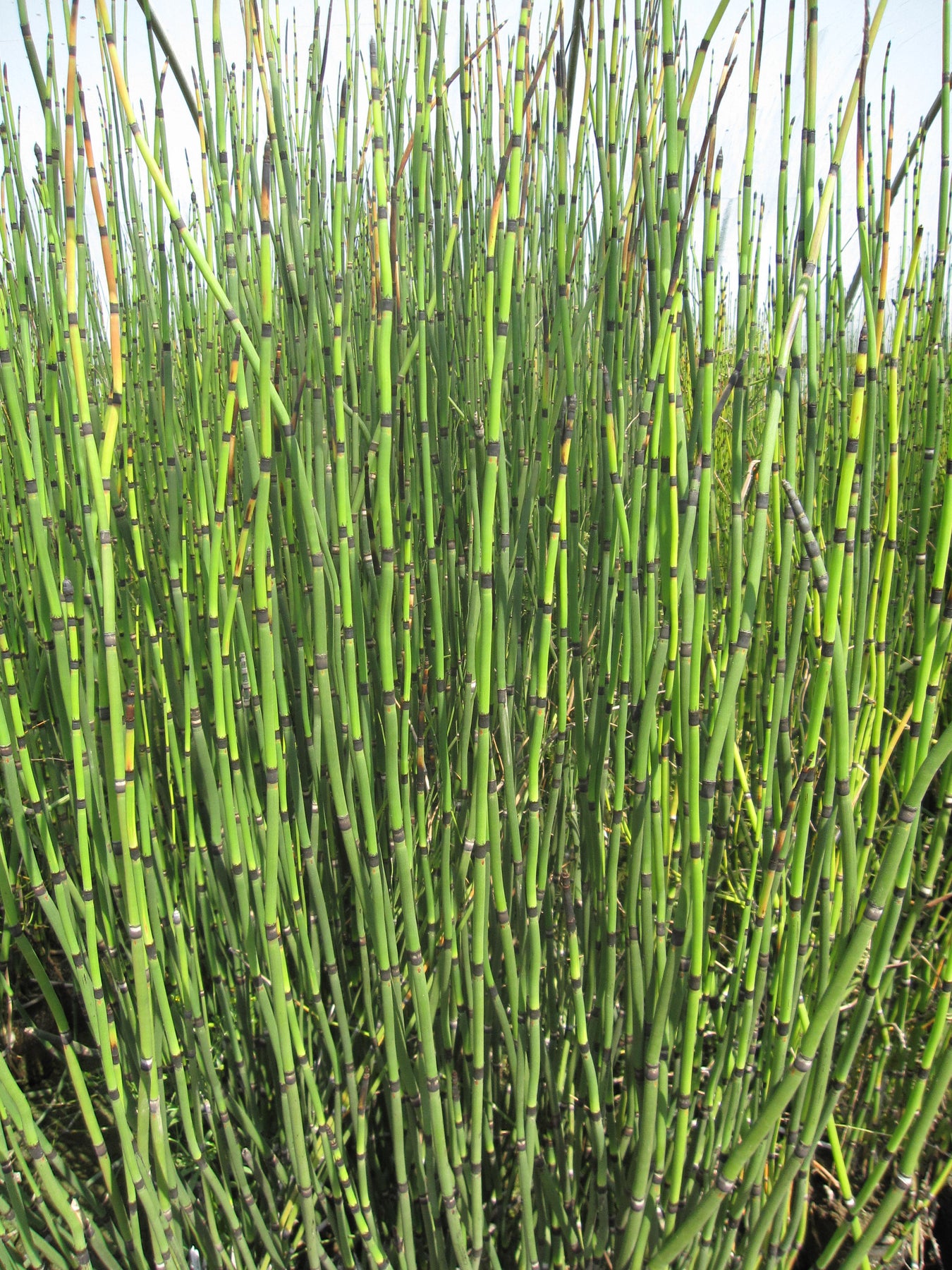 4 in. horsetail reed potted bog/marginal pond plant Equisetum hymale Horsetail Reed