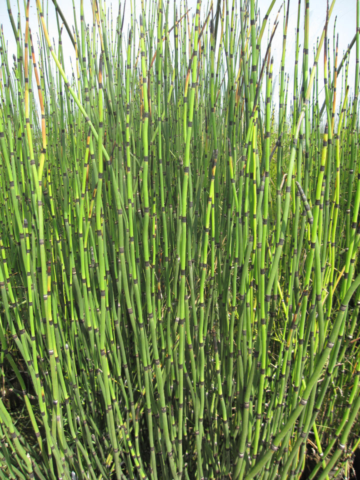 horsetail plant fertilizer Equisetum hymale Horsetail Reed