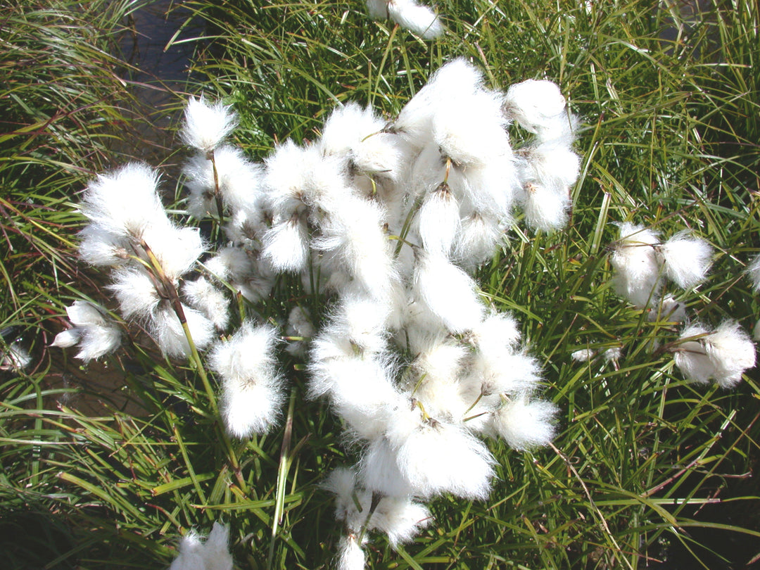 Cotton Grass (Eriophorum angustifolium) 7 Eriophorum angustifolium "Cotton Grass"
