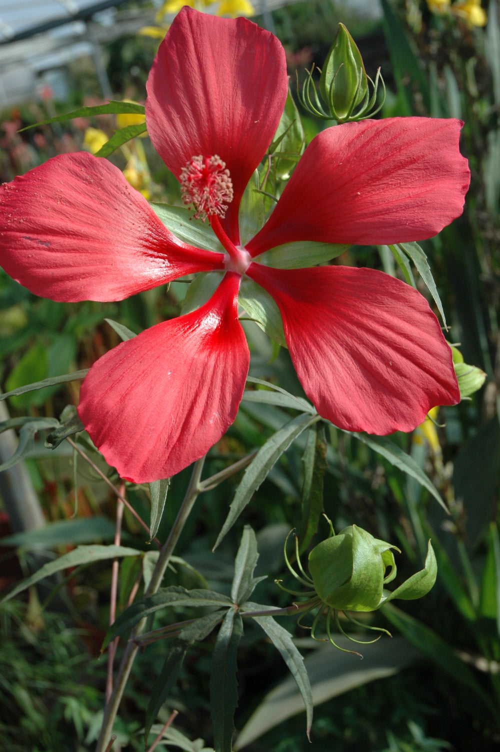 scarlet rose mallow seeds Hibiscus coccineus Scarlet Rosemallow