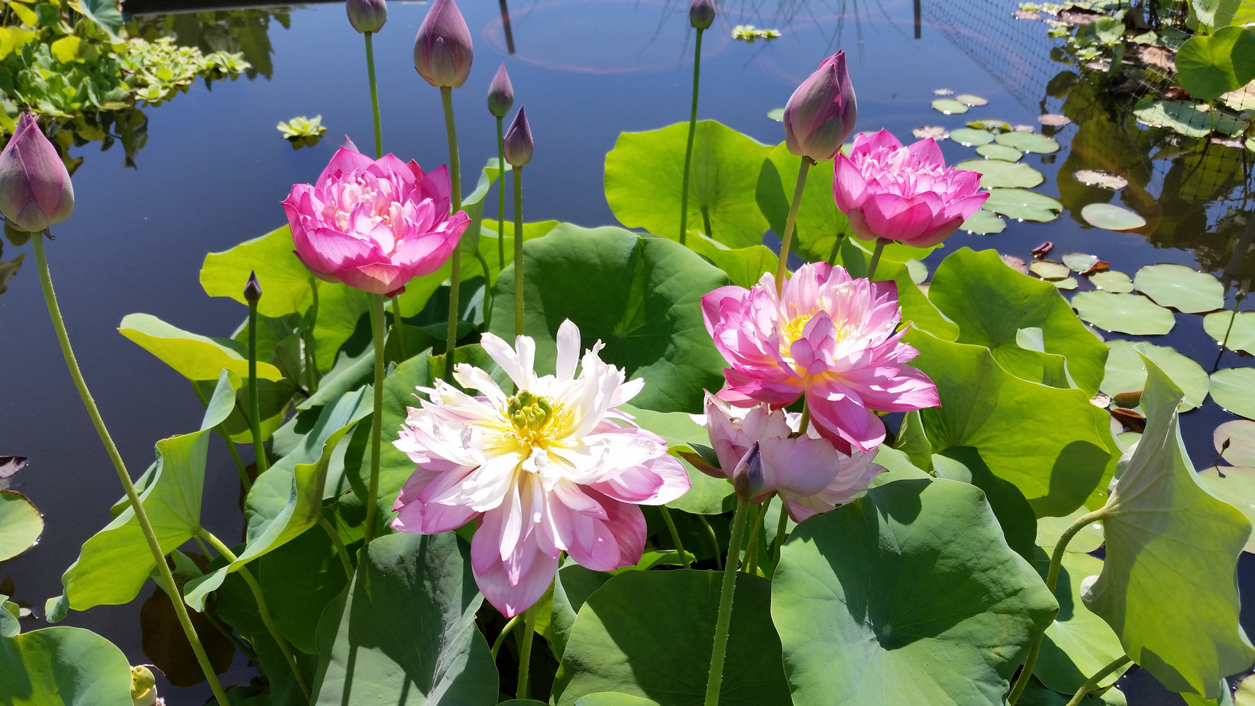 Holy Fire - Lotus – Pond Plants of America