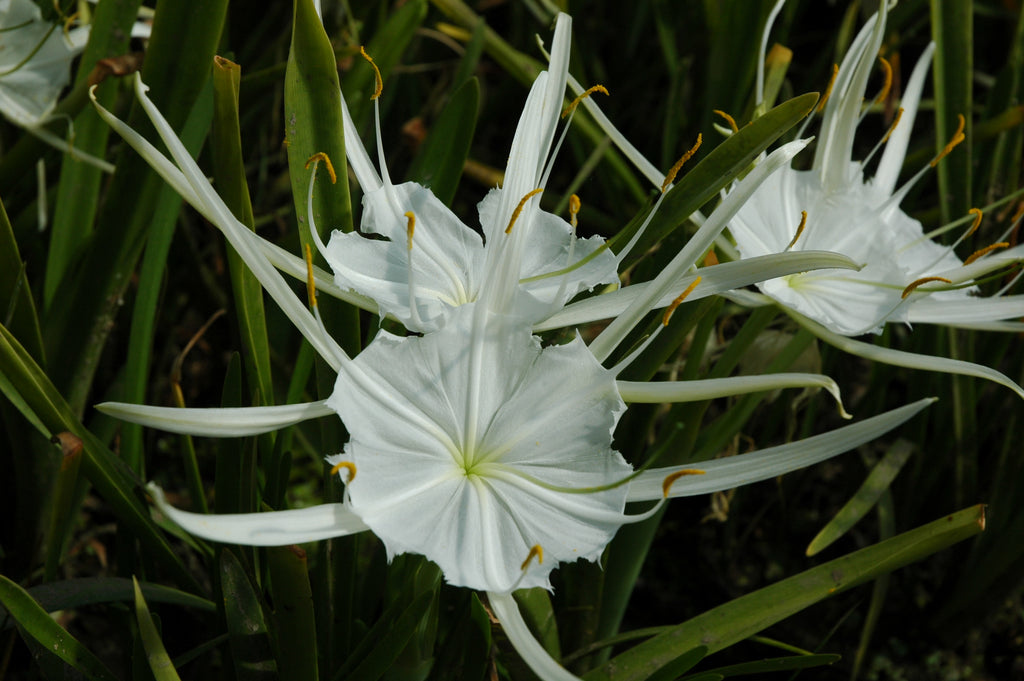 swamp spider lily Hymenocallis lirisome Spider Lily