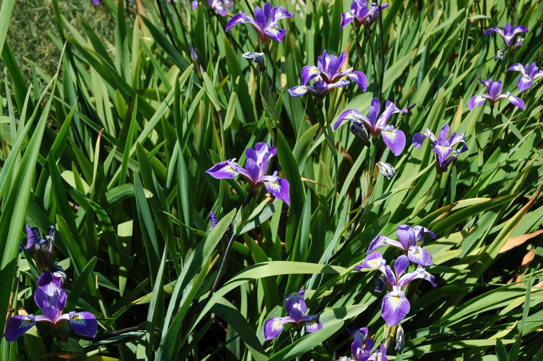 Iris Versicolor -Mountain Brook – Pond Plants of America