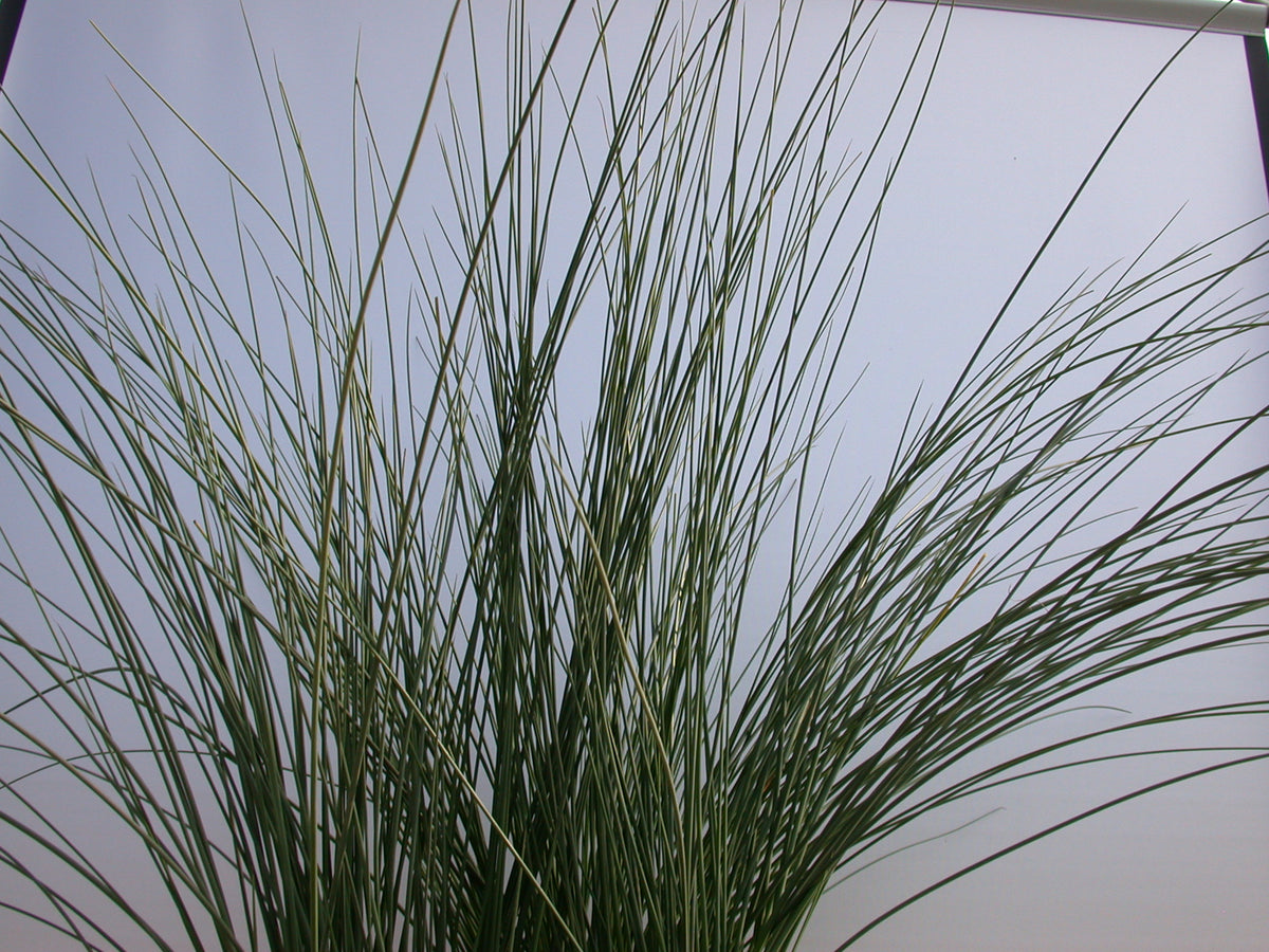 Juncus Inflexus Afro