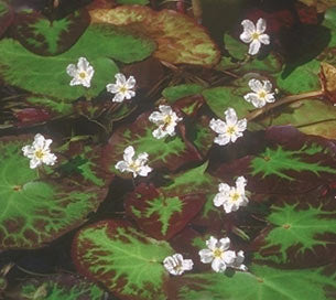 Nymphoides cristata 