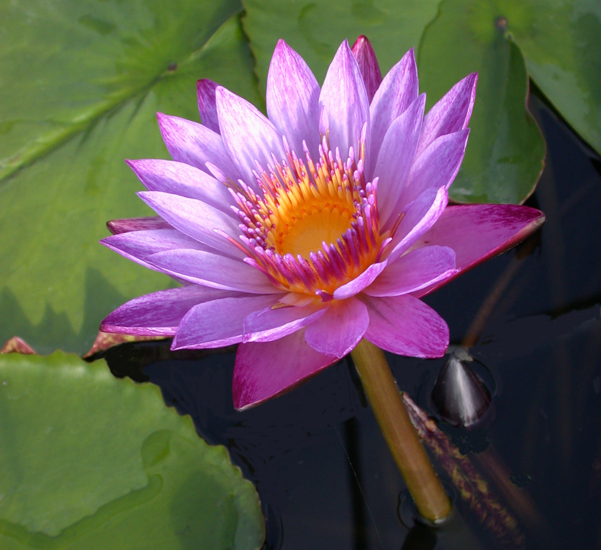 Lindsey Woods - Day Blooming Tropical Lily – Pond Plants of America