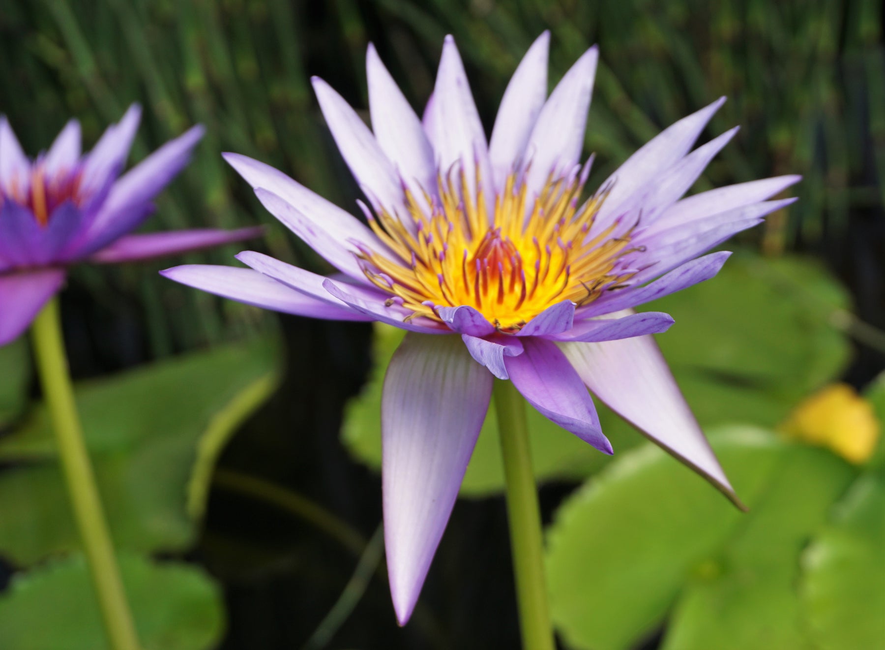 tropical lily flower Teri Dunn