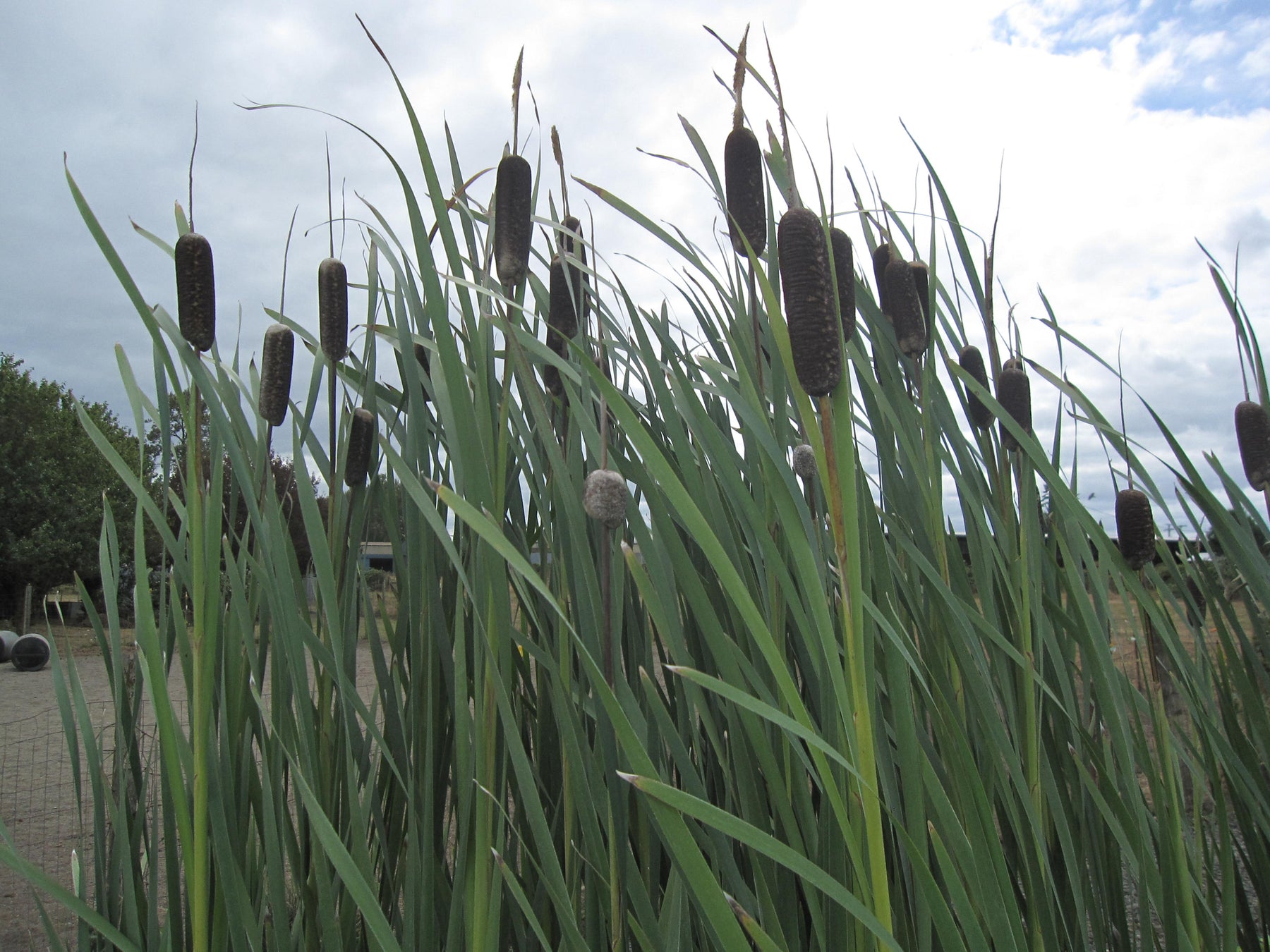 Cattail Tree Typha latifolia