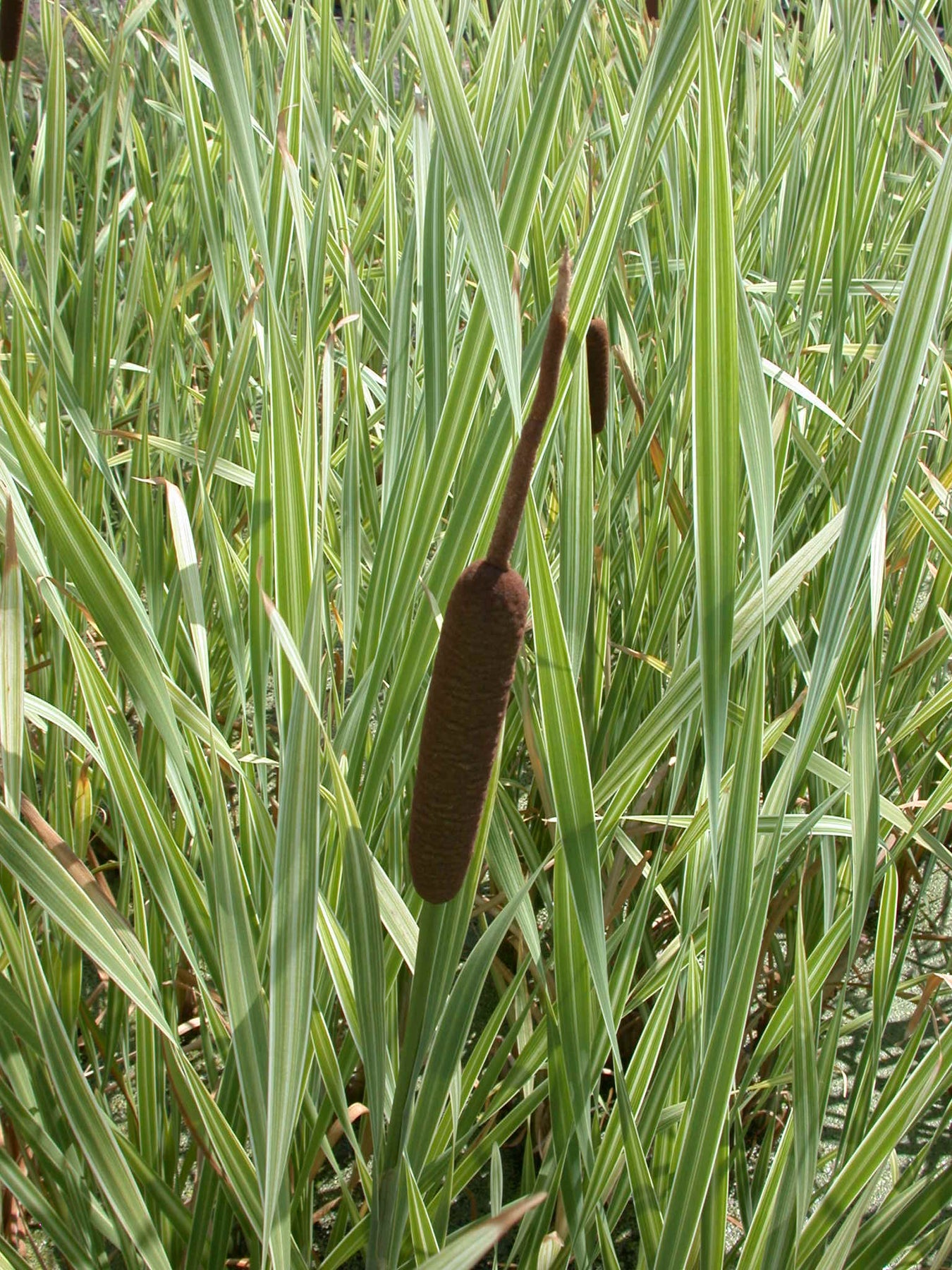 Cattail Tree Typha latifolia