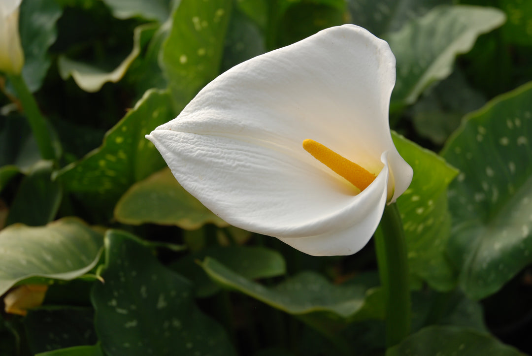 Zantedeshia aethiopica