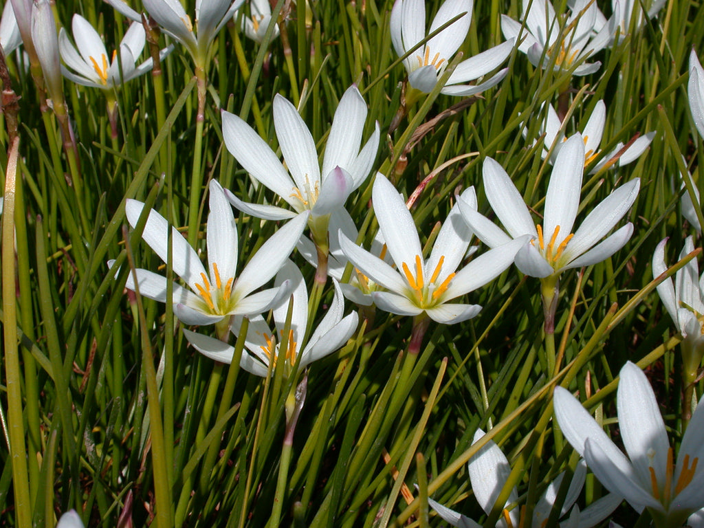 white small lily Zephyranthes candida "White Fairy Lily" – Pond Plants of America