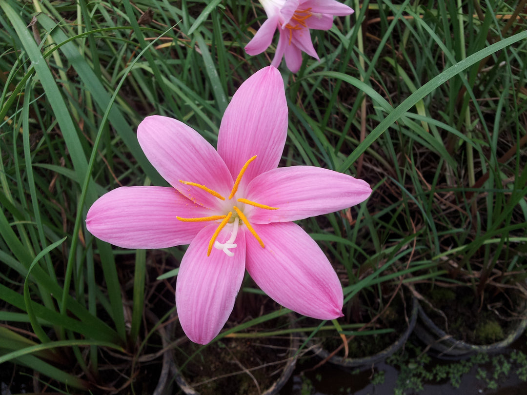 pink lily of the valley flower Zephyranthes rosea 
