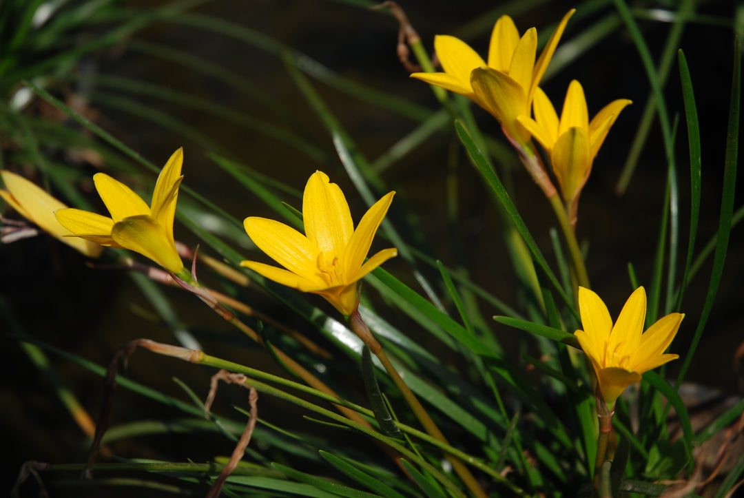 fairy lily flower Zephyranthes flavissima Yellow Rain Lily