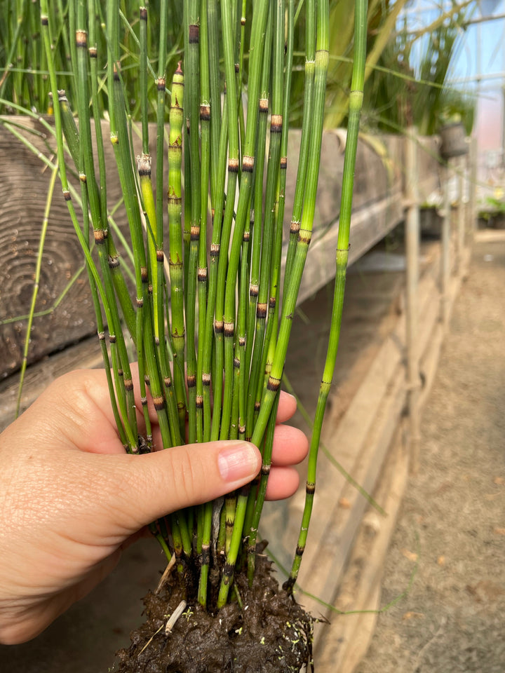 Equisetum hymale Horsetail Reed